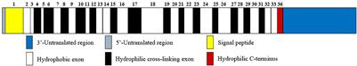 Elastin Structure, Synthesis, Regulatory Mechanism and Relationship With Cardiovascular Diseases